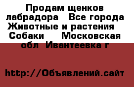 Продам щенков лабрадора - Все города Животные и растения » Собаки   . Московская обл.,Ивантеевка г.